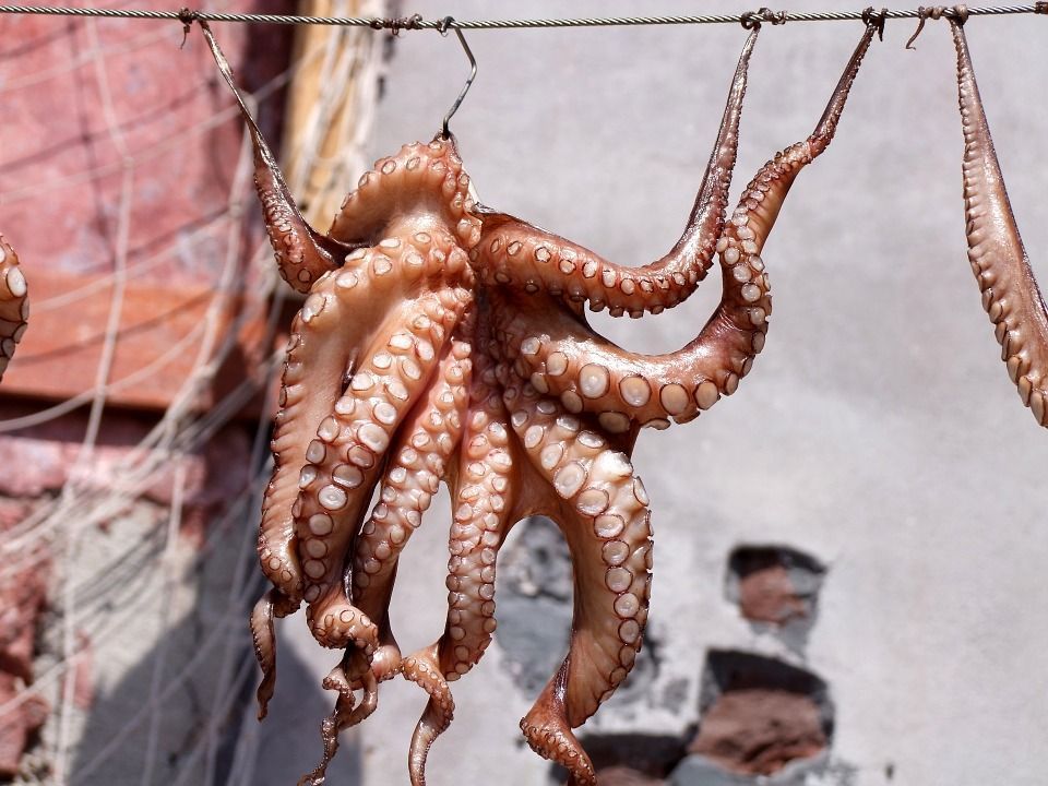cocer pulpo