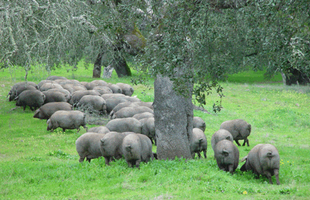 El mejor jamón ibérico de bellota