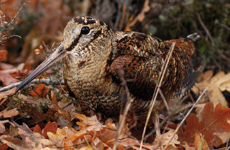 Recetas Caza: Las 100 Mejores Recetas para Carnes de caza