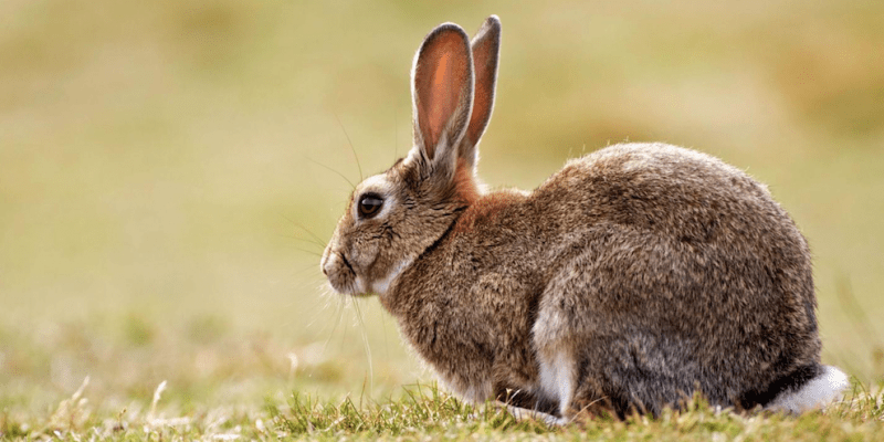 Recetas Caza: Las 100 Mejores Recetas para Carnes de caza