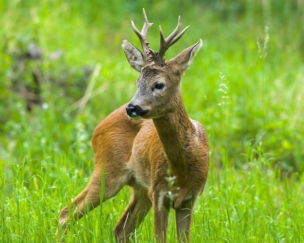 Recetas Caza: Las 100 Mejores Recetas para Carnes de caza