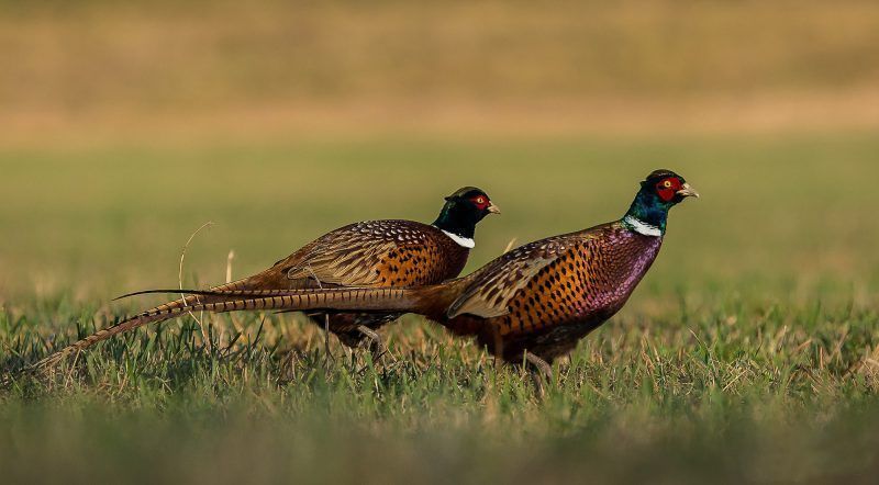 Recetas Caza: Las 100 Mejores Recetas para Carnes de caza