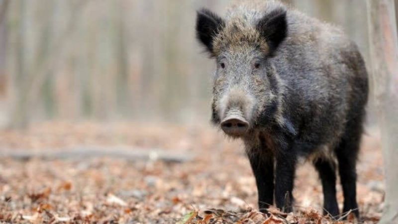 Recetas Caza: Las 100 Mejores Recetas para Carnes de caza