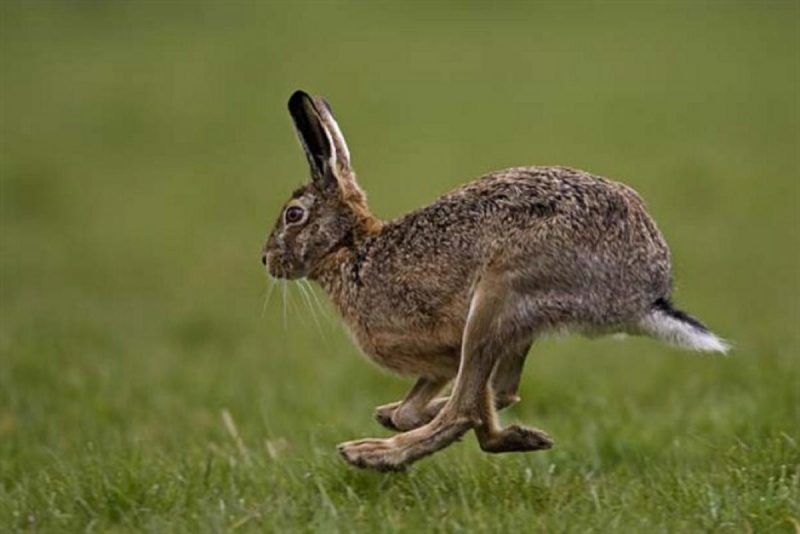 Recetas Caza: Las 100 Mejores Recetas para Carnes de caza