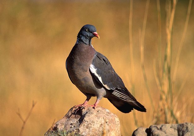 Recetas Caza: Las 100 Mejores Recetas para Carnes de caza