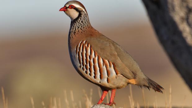 Recetas Caza: Las 100 Mejores Recetas para Carnes de caza