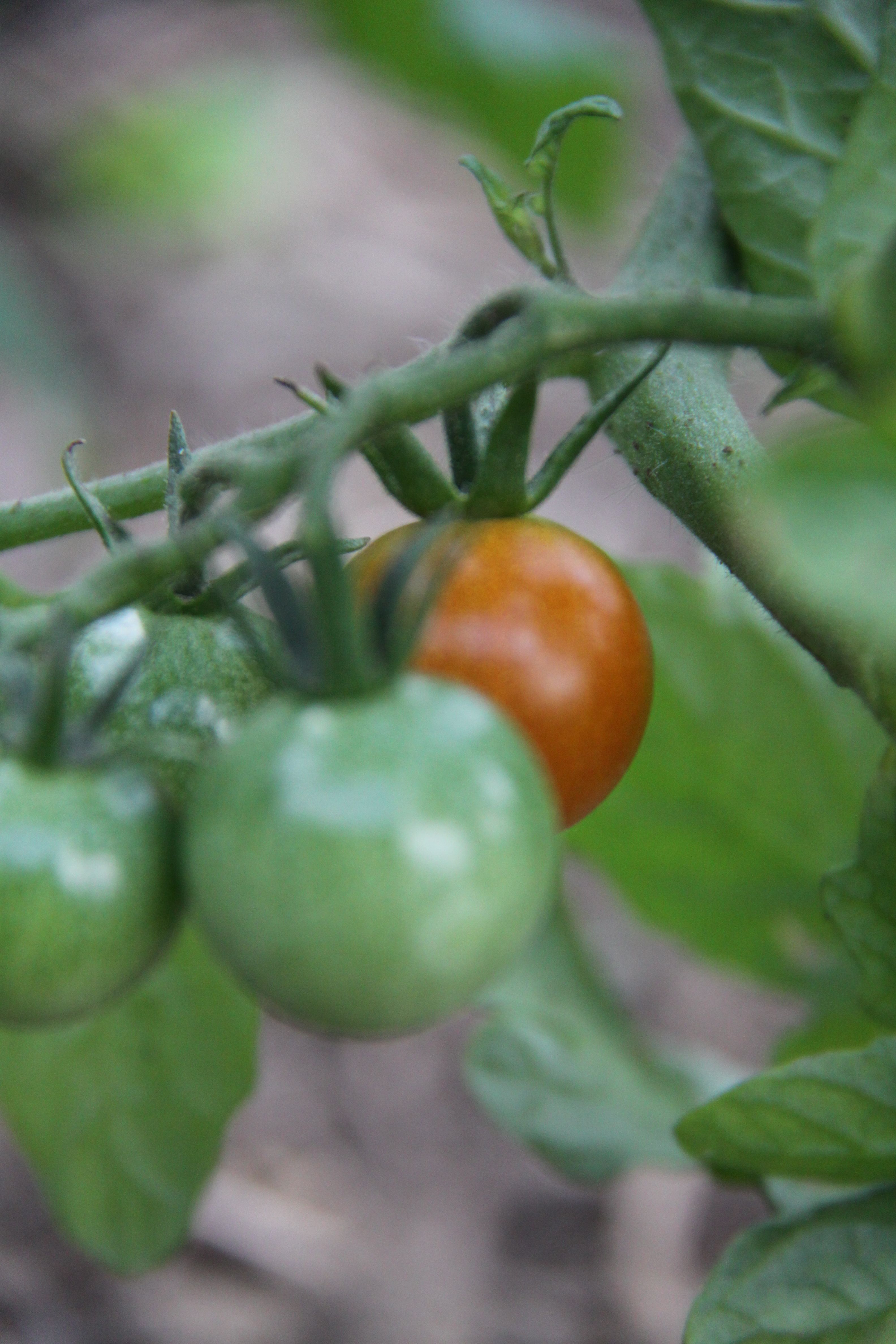 Unos tomates cherry cultivados en huerta urbana no tienen qué envidiarles a los de la huerta tradicional y mucho menos a los del supermercado.