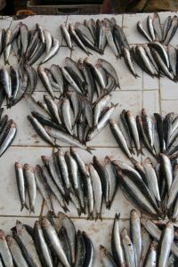 Anchoa del Cantábrico