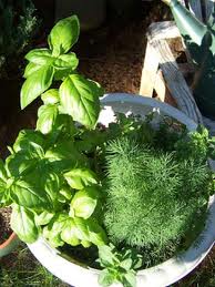 Huerta en el balcón Huerta en el balcón