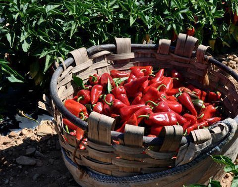 Pimientos del Piquillo