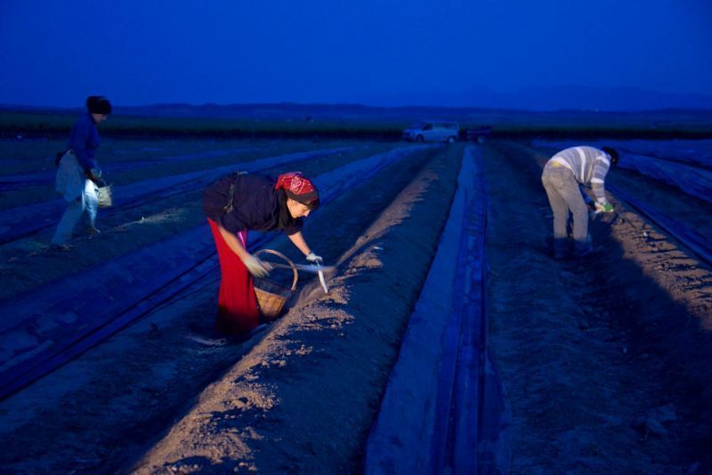 esparrago de navarra 2