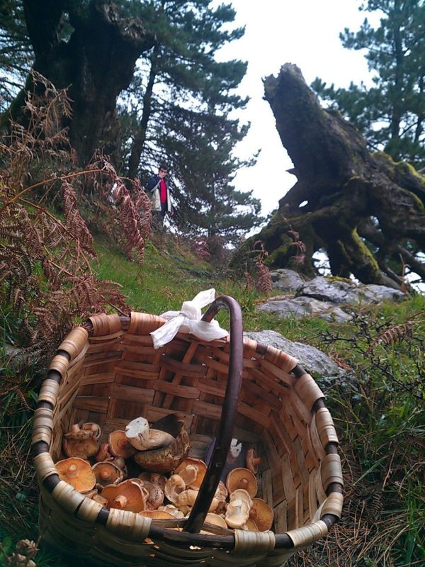 De setas por Cantabria