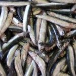 Campaña de la Anchoa 2013 ¿que fechas?