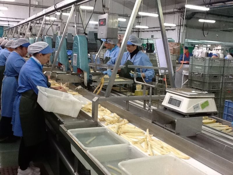 elaboración del espárrago de Navarra