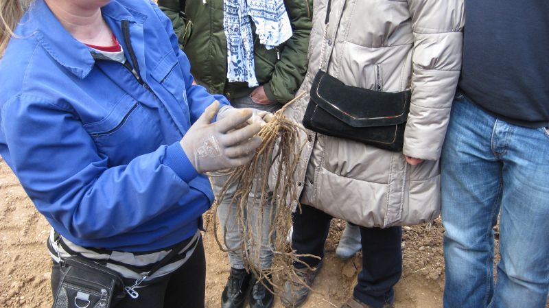 cultivo de espárragos