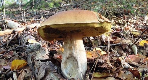 Los mejores lugares para recoger Boletus Edulis