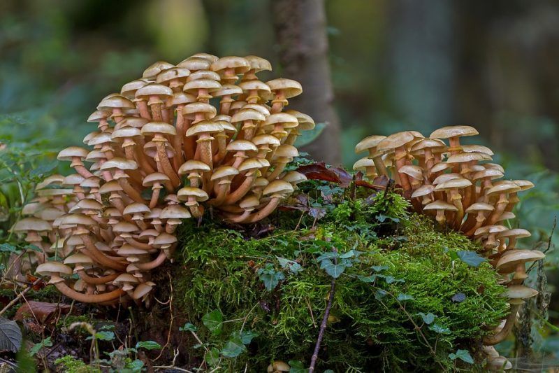 Los mejores lugares para recoger Boletus Edulis