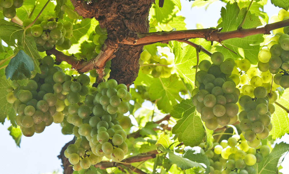 Getariako txakolina cosecha