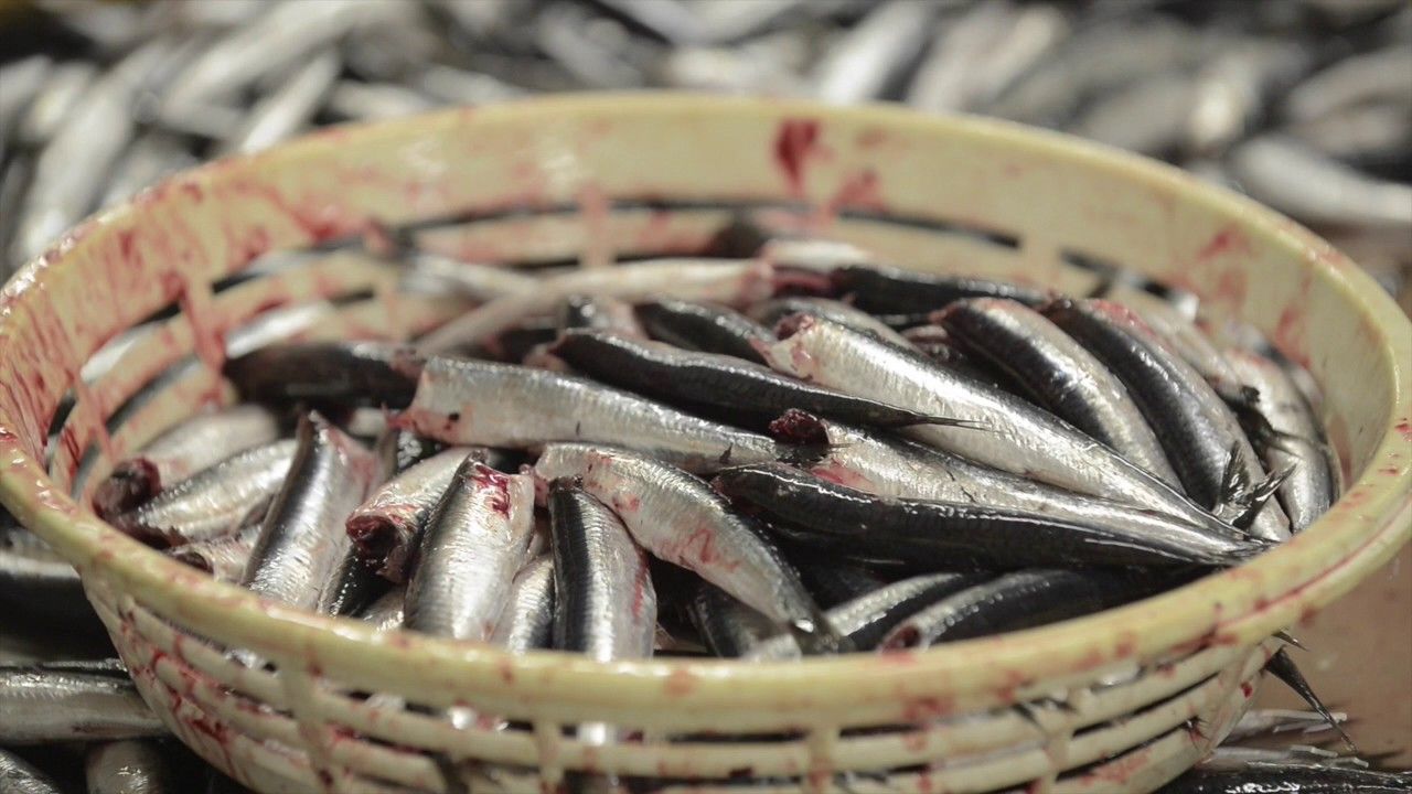 Proceso de elaboración de las anchoas de Santoña
