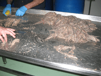 Eliminación de la piel y la sal