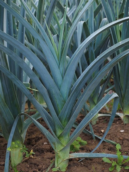 Cultivo del puerro