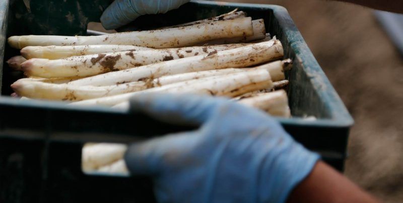 Proceso de producción del espárrago de Navarra