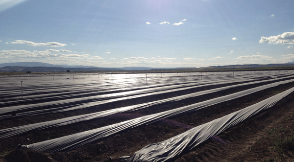 Semana del Espárrago y el Rosado de Navarra 2014