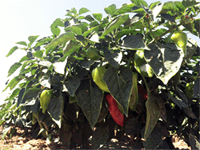 Cultivo del pimiento