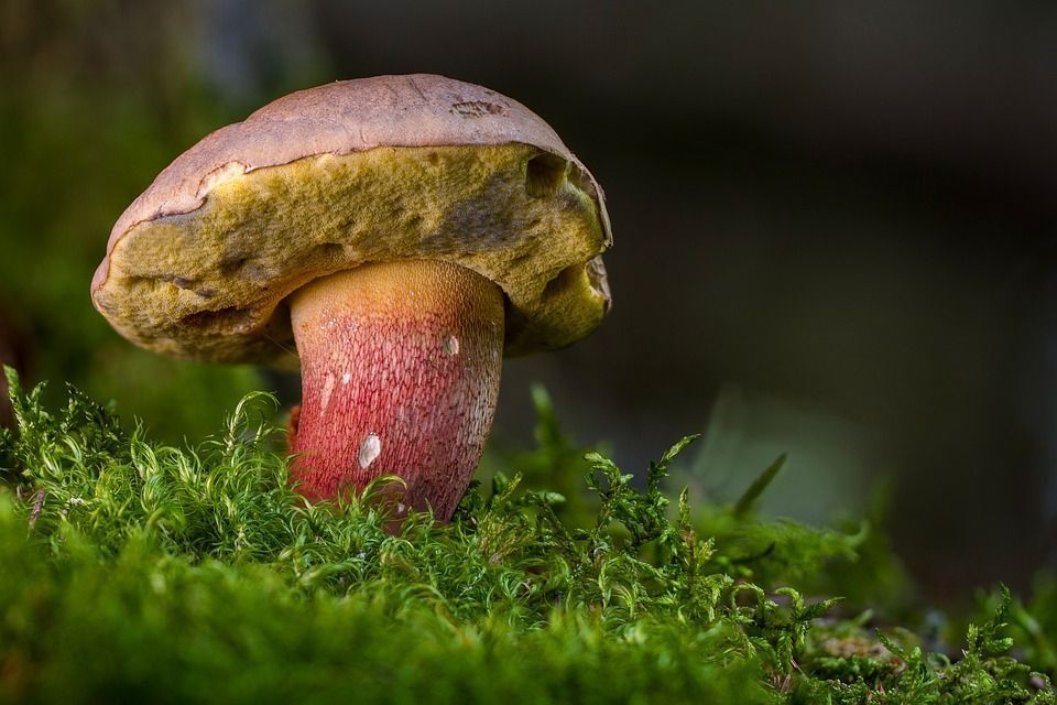Tipos de Boletus