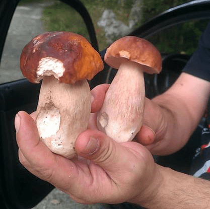 1 tipo de Boletus
