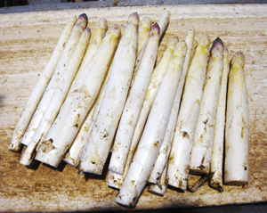 Campaña del espárrago de Navarra 2015