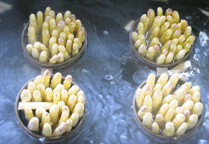 Espárragos de Navarra