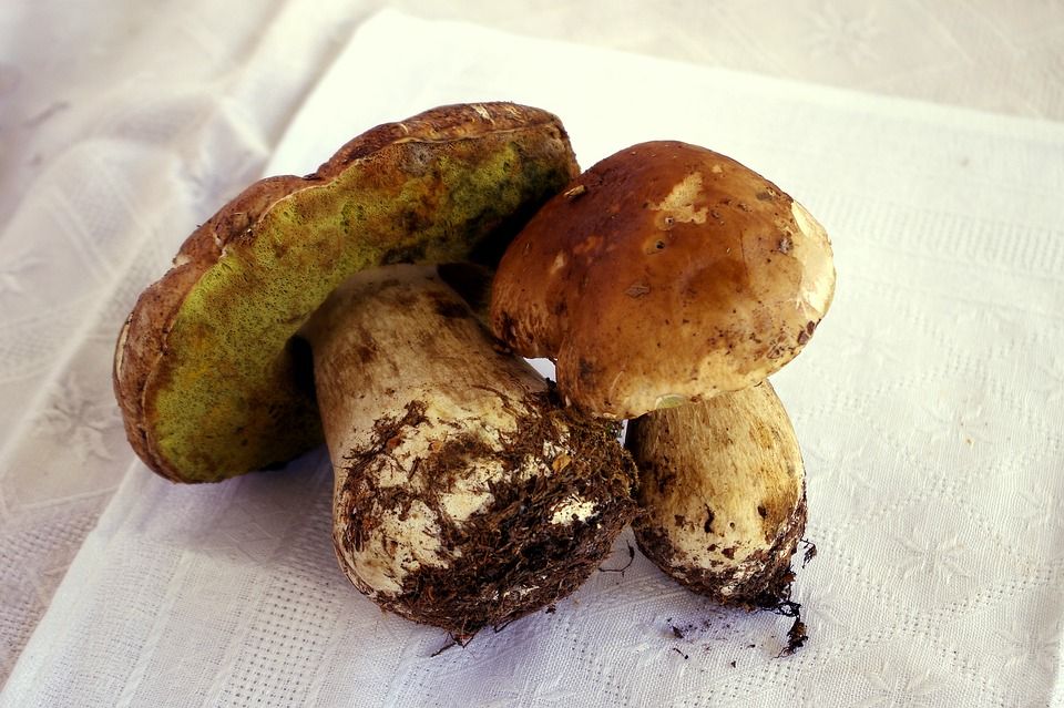 Cómo limpiar boletus edulis