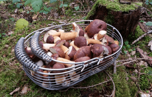 De setas por Alemania