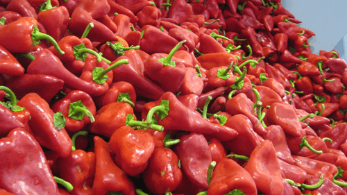 Pimiento del piquillo de Lodosa