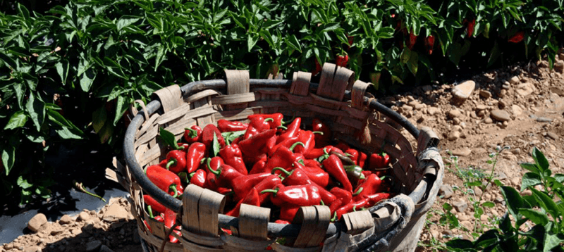 Pimientos del Piquillo Slide