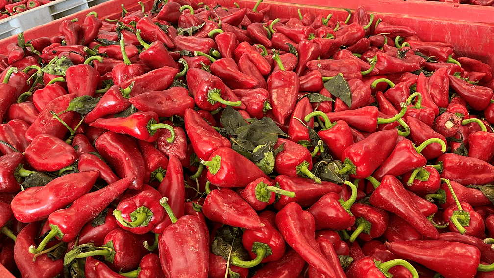 pimientos-del-piquillo-fresco