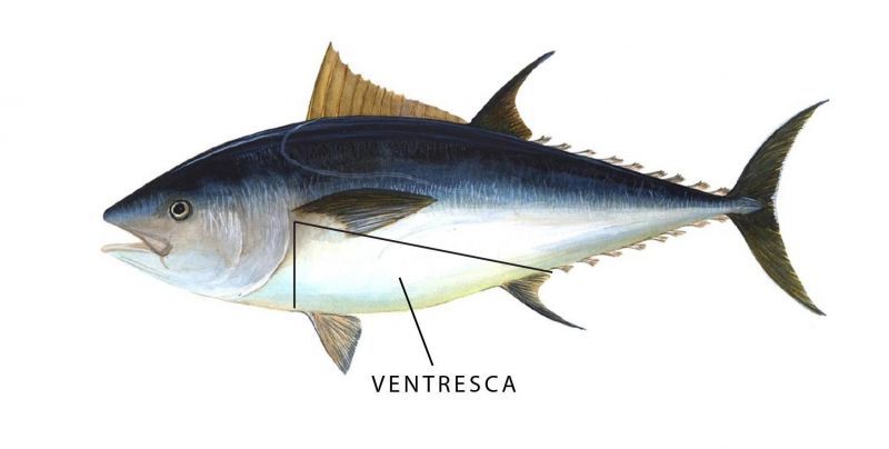 Ventresca