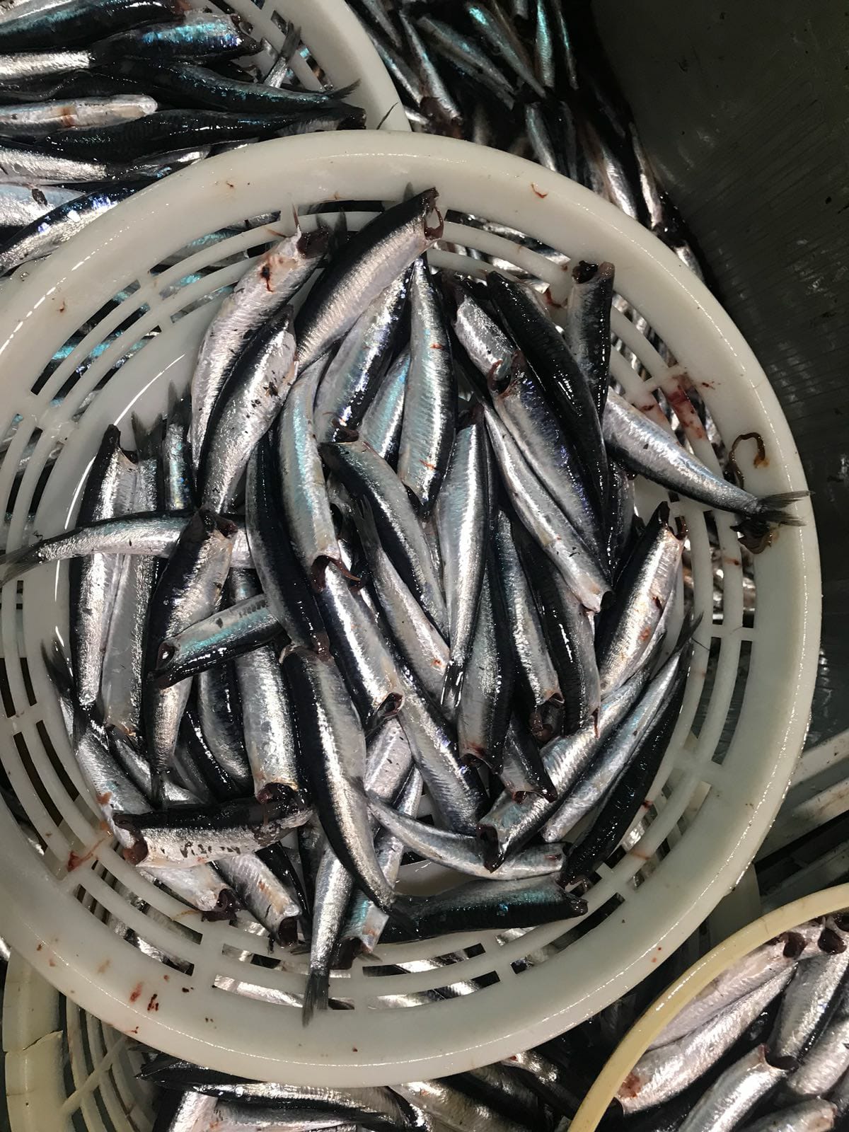 Salted anchovies Ría de Santoña