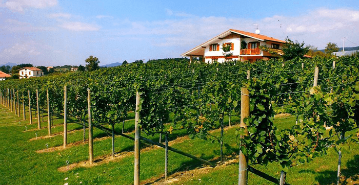 Las mejores bodegas de Txakoli