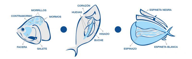 Mormo y ContraMormo de Atún: ¿que parte es?