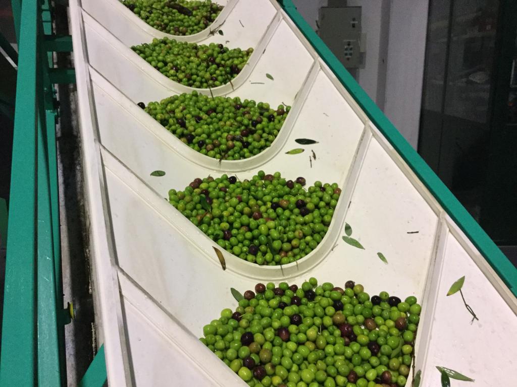 conoce el aceite de oliva la maja