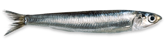 anchoa
