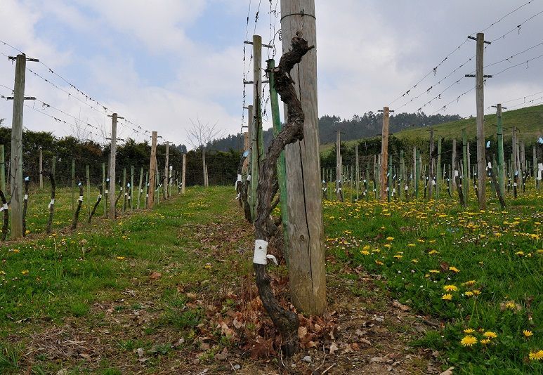 ¿Cómo se hace el txakoli Gorka Izagirre?