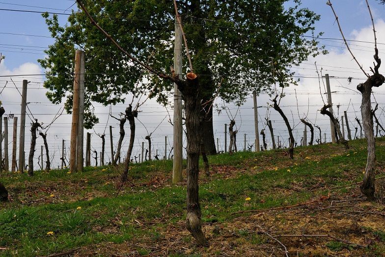 ¿Cómo se hace el txakoli Gorka Izagirre?