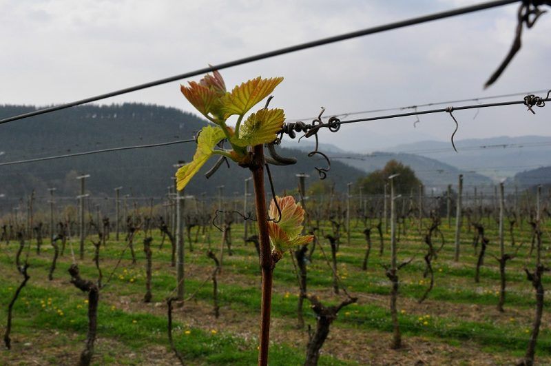 ¿Cómo se hace el txakoli Gorka Izagirre?