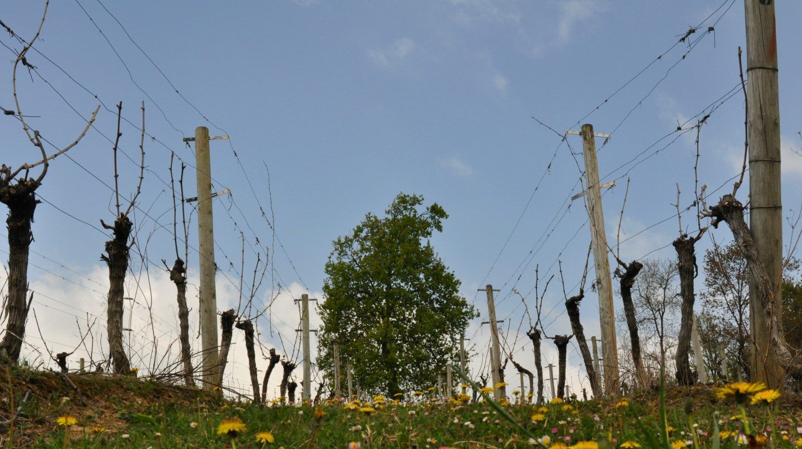 ¿Cómo se hace el txakoli Gorka Izagirre?