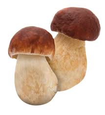 boletus