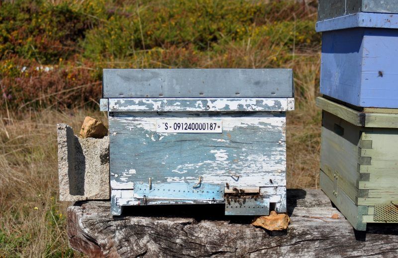 Todo sobre la Miel de Brezo Apiespinosa de Burgos