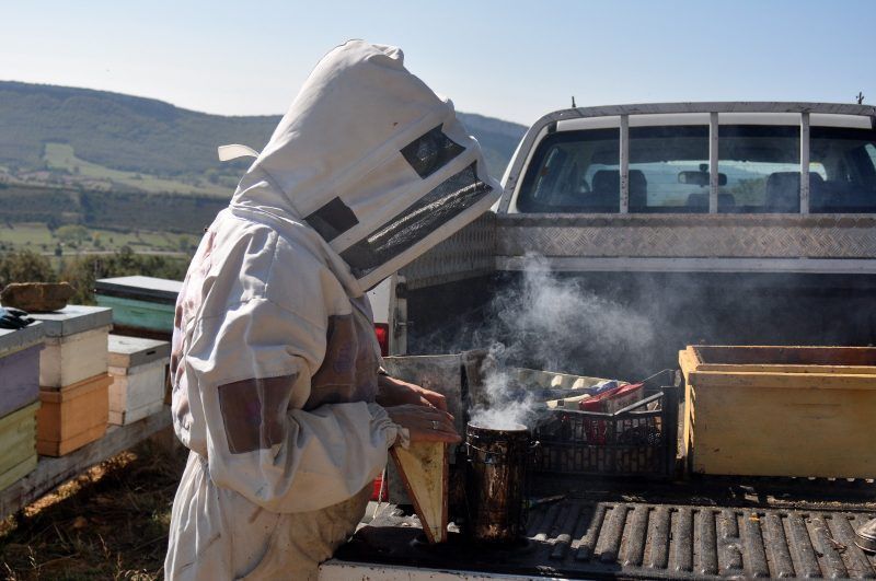 Todo sobre la Miel de Brezo Apiespinosa de Burgos